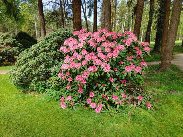 Viel Golf und Rhododendrenpracht auf den Anlagen rund um Oldenburg 