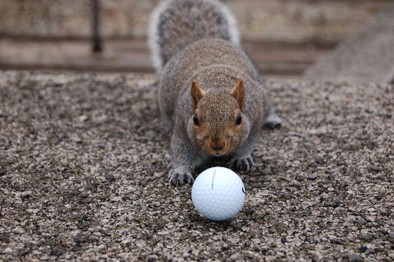 Golfplätze sind ein Paradies für Flora und Fauna!