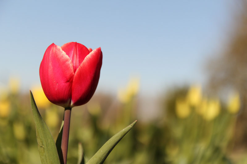 Die Niederlande: ein Eldorado für Tulpen- und Golffans