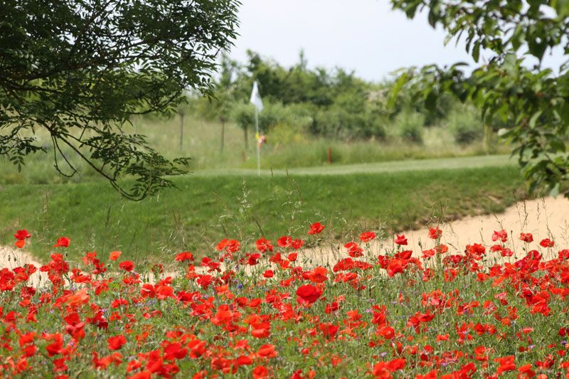 Lockt nicht nur zur Blütezeit: der GC Rheinhessen 